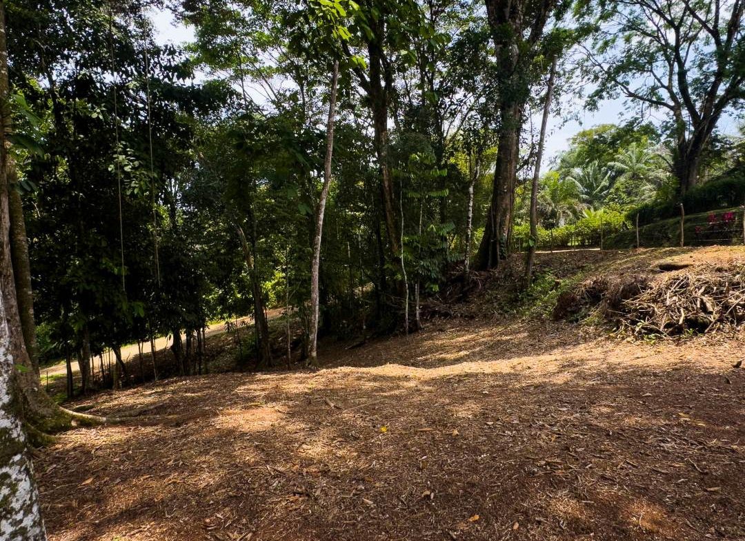 PROPERTY IN OJOCHAL WITH JUNGLE – 2.35 ACRES