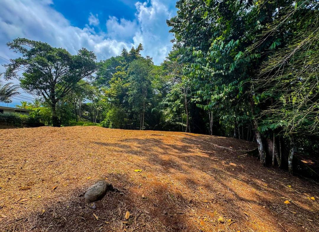 PROPERTY IN OJOCHAL WITH JUNGLE – 2.35 ACRES