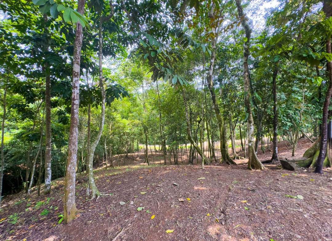 PROPERTY IN OJOCHAL WITH JUNGLE – 2.35 ACRES