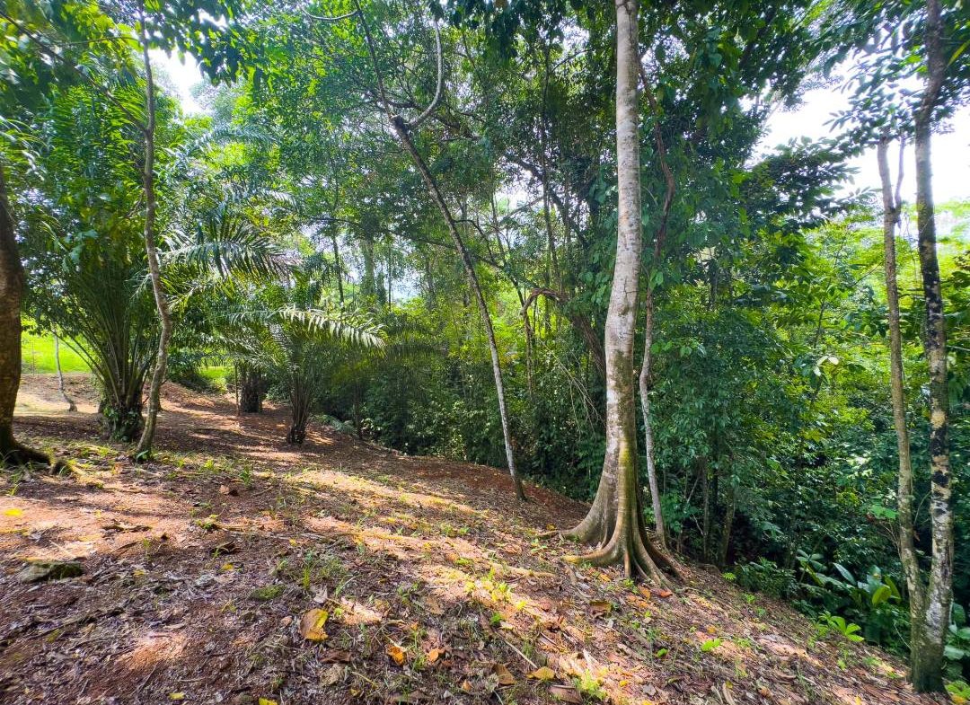 PROPERTY IN OJOCHAL WITH JUNGLE – 2.35 ACRES