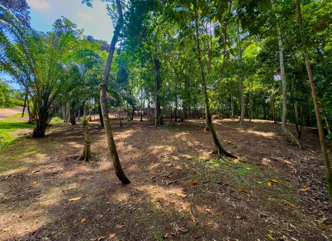 PROPERTY IN OJOCHAL WITH JUNGLE – 2.35 ACRES
