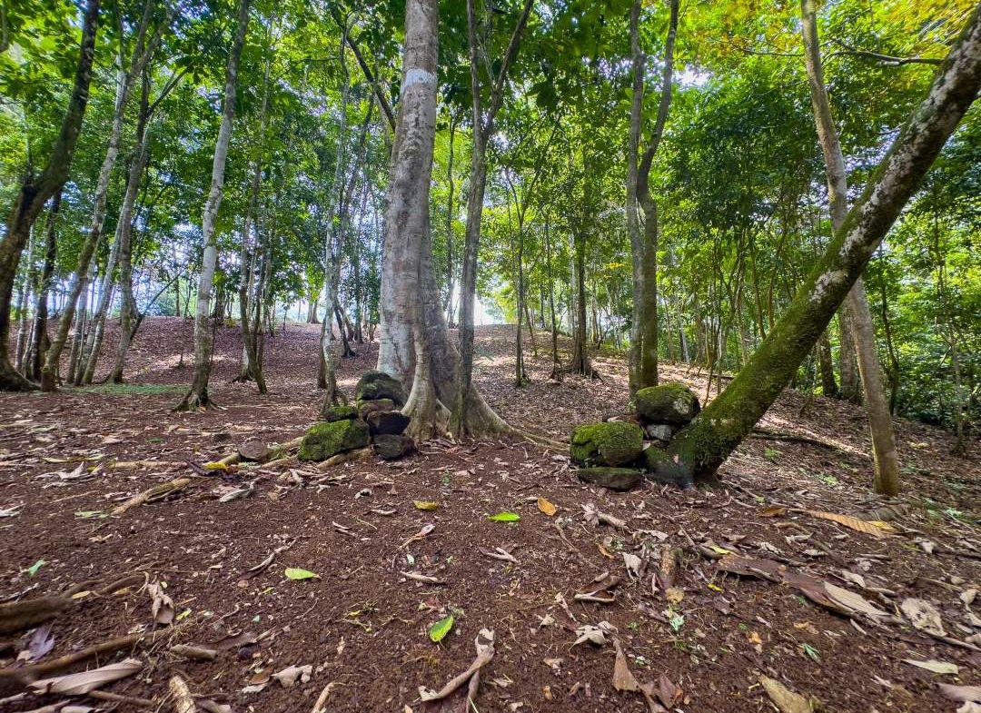 PROPERTY IN OJOCHAL WITH JUNGLE – 2.35 ACRES