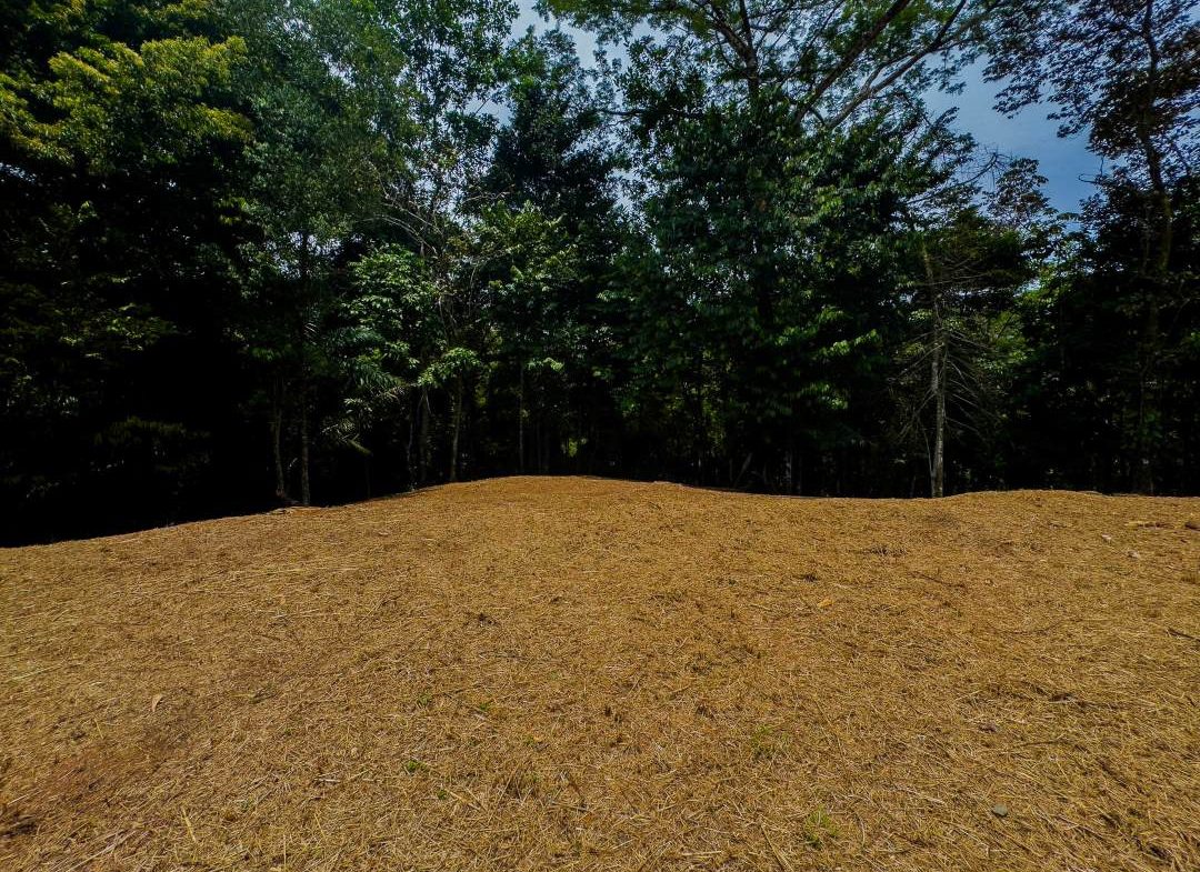 PROPERTY IN OJOCHAL WITH JUNGLE – 2.35 ACRES