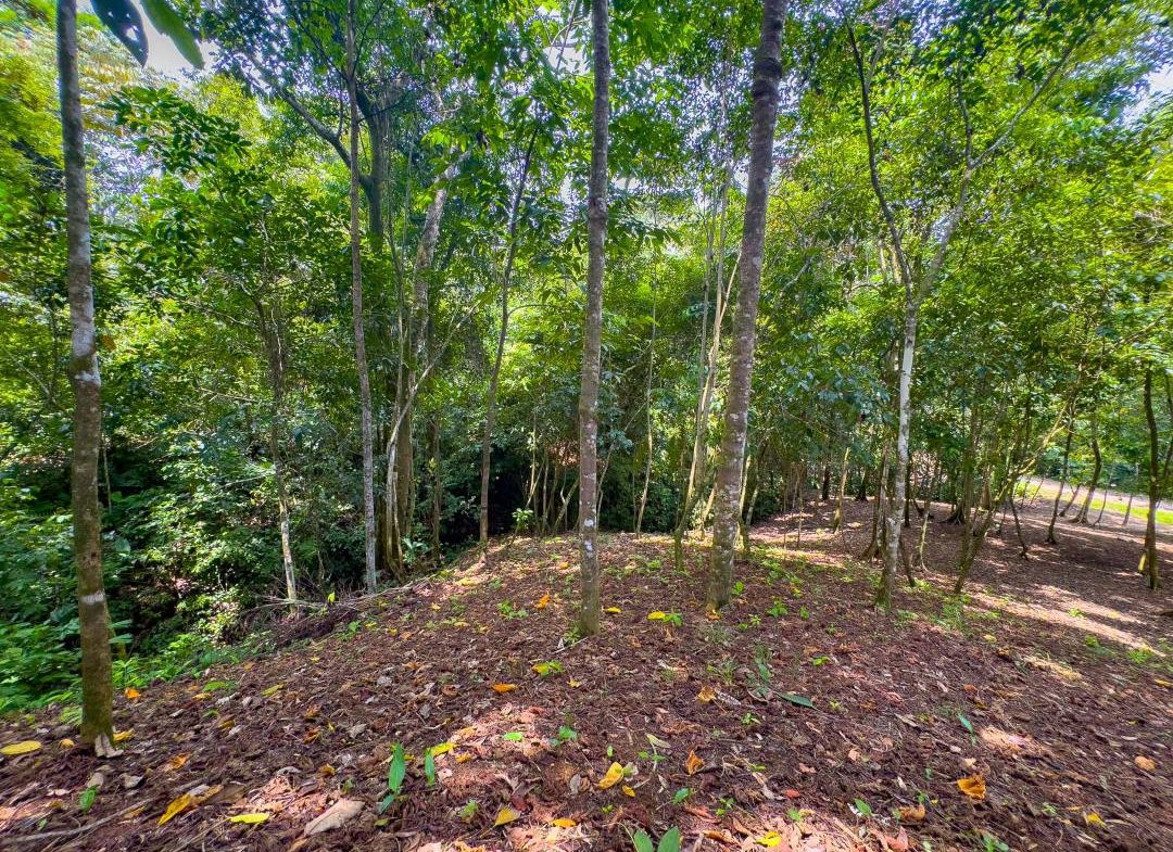PROPERTY IN OJOCHAL WITH JUNGLE – 2.35 ACRES