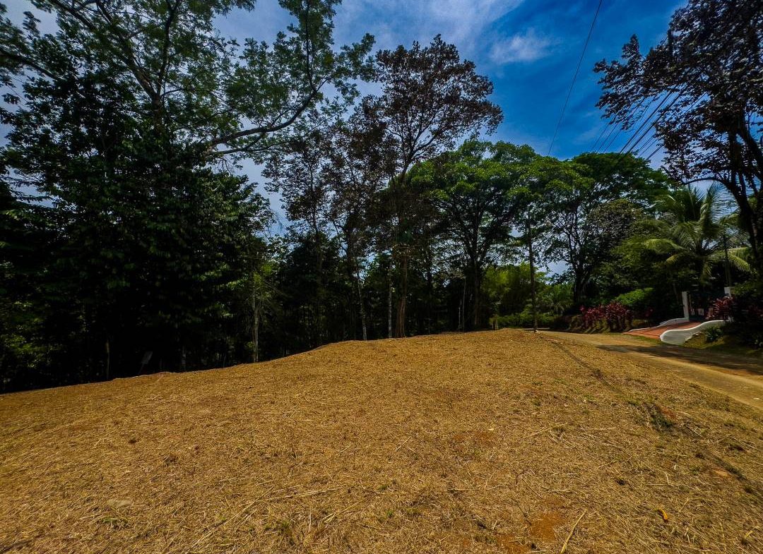 PROPERTY IN OJOCHAL WITH JUNGLE – 2.35 ACRES