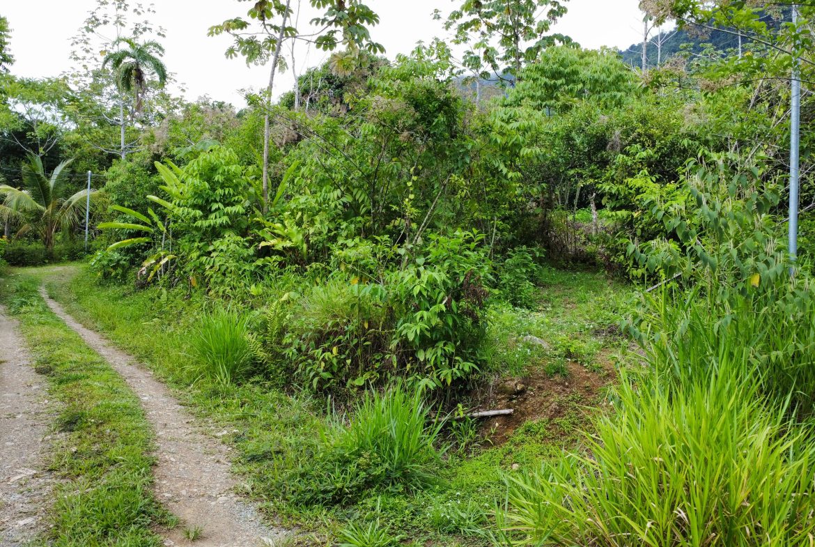 ABSOLUTELY FLAT JUNGLE LOT WITH MOUNTAIN VIEWS – DIAMANTE VALLEY – 2.48 ACRES