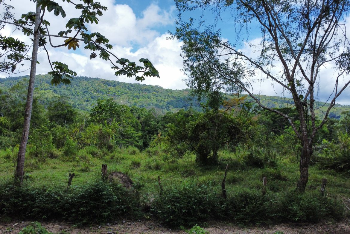 ABSOLUTELY FLAT JUNGLE LOT WITH MOUNTAIN VIEWS – DIAMANTE VALLEY – 2.48 ACRES