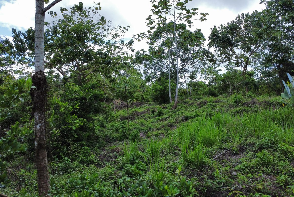 ABSOLUTELY FLAT JUNGLE LOT WITH MOUNTAIN VIEWS – DIAMANTE VALLEY – 2.48 ACRES