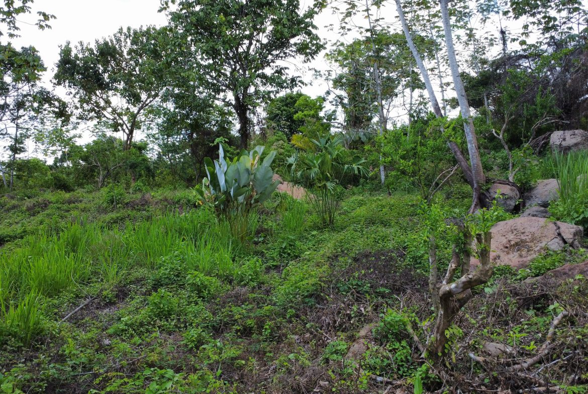 ABSOLUTELY FLAT JUNGLE LOT WITH MOUNTAIN VIEWS – DIAMANTE VALLEY – 2.48 ACRES