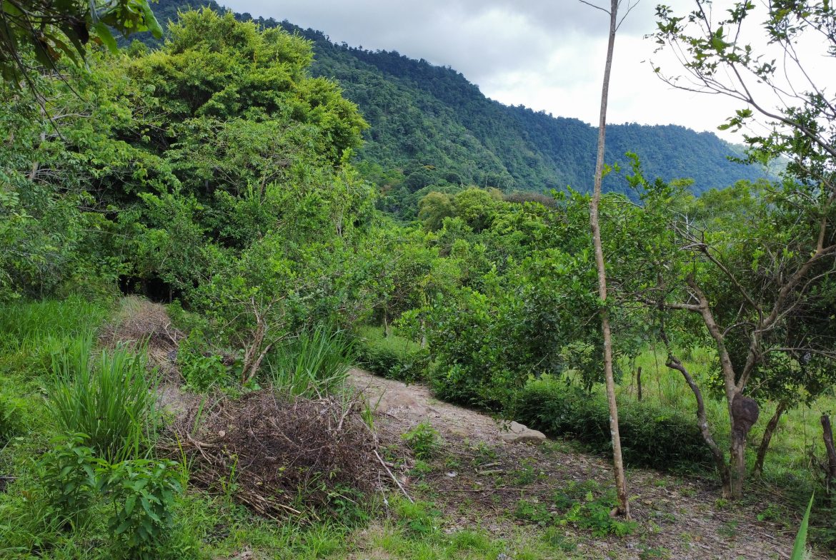 ABSOLUTELY FLAT JUNGLE LOT WITH MOUNTAIN VIEWS – DIAMANTE VALLEY – 2.48 ACRES