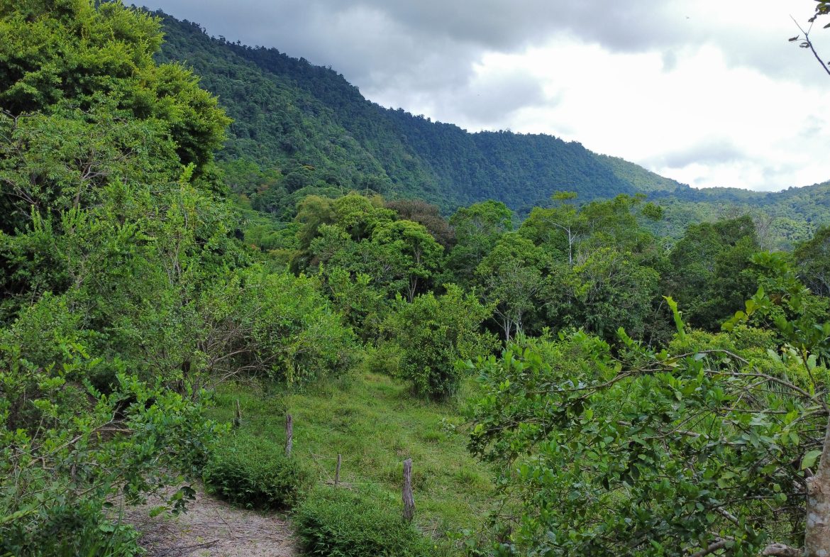 ABSOLUTELY FLAT JUNGLE LOT WITH MOUNTAIN VIEWS – DIAMANTE VALLEY – 2.48 ACRES