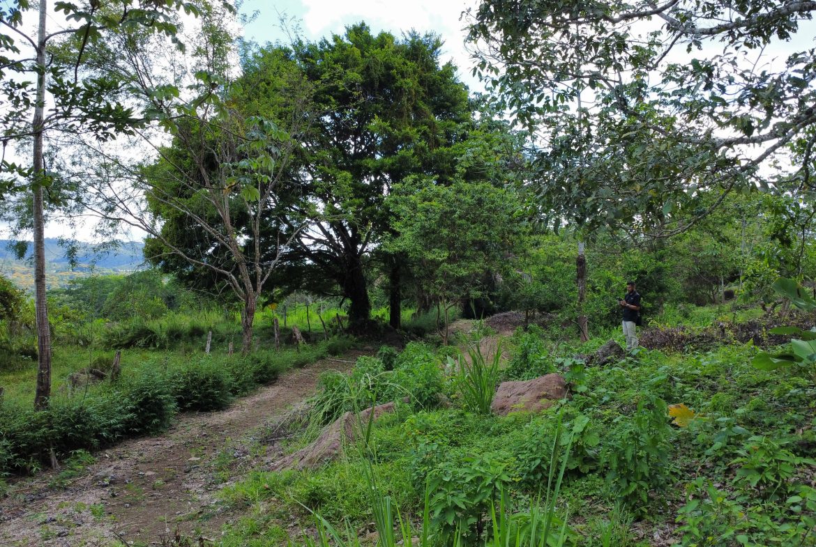 ABSOLUTELY FLAT JUNGLE LOT WITH MOUNTAIN VIEWS – DIAMANTE VALLEY – 2.48 ACRES