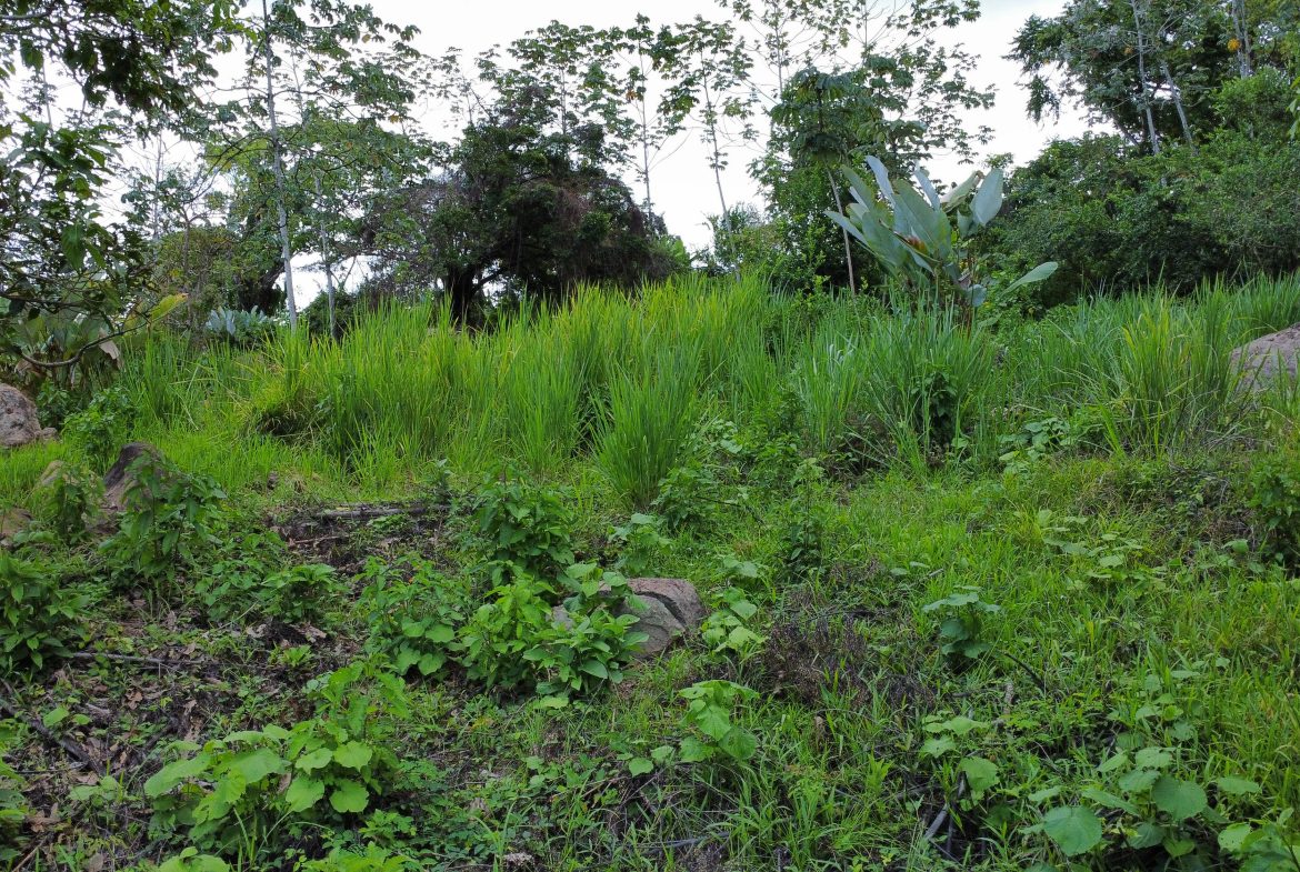 ABSOLUTELY FLAT JUNGLE LOT WITH MOUNTAIN VIEWS – DIAMANTE VALLEY – 2.48 ACRES