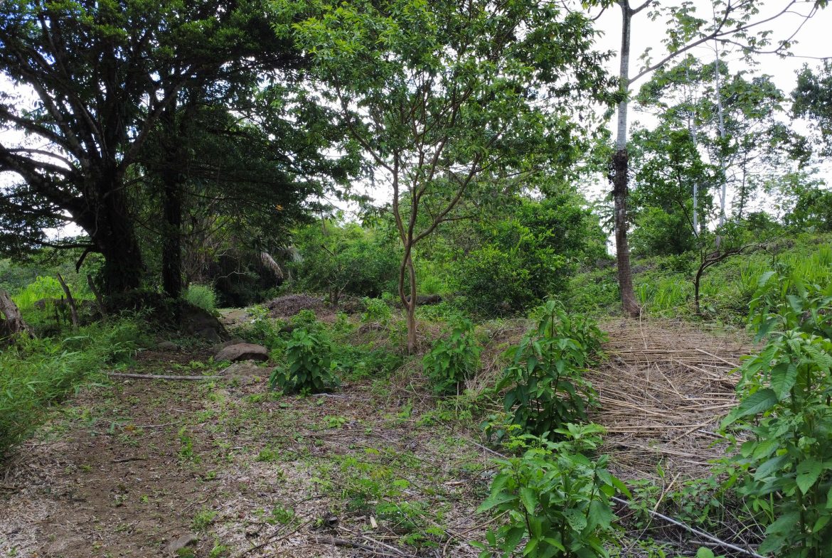 ABSOLUTELY FLAT JUNGLE LOT WITH MOUNTAIN VIEWS – DIAMANTE VALLEY – 2.48 ACRES