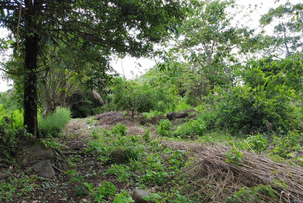 ABSOLUTELY FLAT JUNGLE LOT WITH MOUNTAIN VIEWS – DIAMANTE VALLEY – 2.48 ACRES