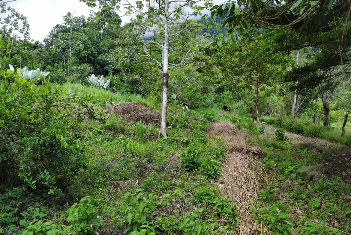 ABSOLUTELY FLAT JUNGLE LOT WITH MOUNTAIN VIEWS – DIAMANTE VALLEY – 2.48 ACRES