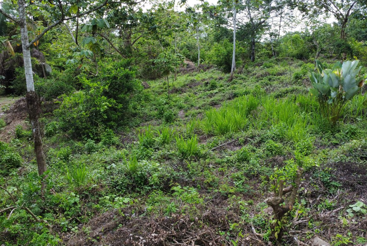 ABSOLUTELY FLAT JUNGLE LOT WITH MOUNTAIN VIEWS – DIAMANTE VALLEY – 2.48 ACRES