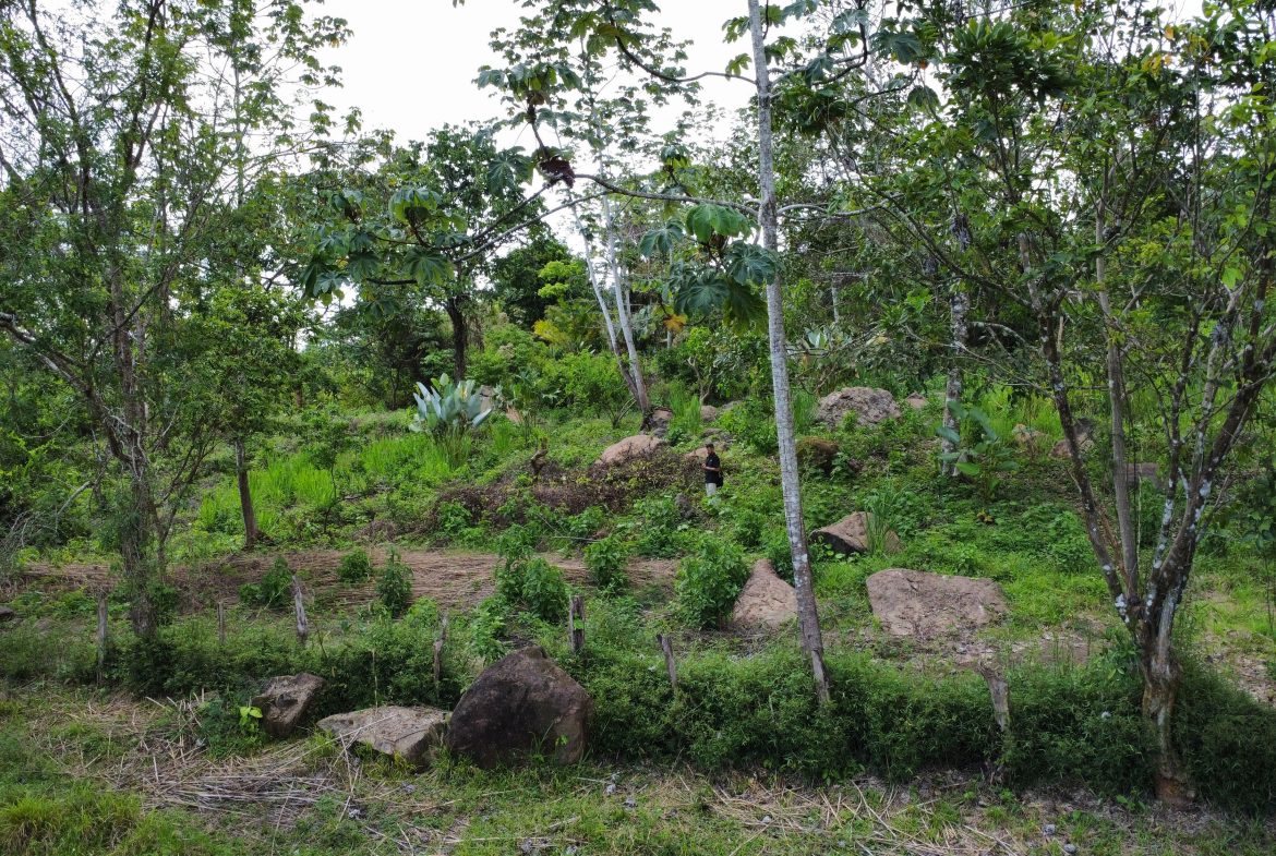 ABSOLUTELY FLAT JUNGLE LOT WITH MOUNTAIN VIEWS – DIAMANTE VALLEY – 2.48 ACRES