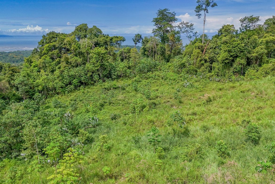 JUNGLE PROPERTY IN OJOCHAL – 4.1 ACRES