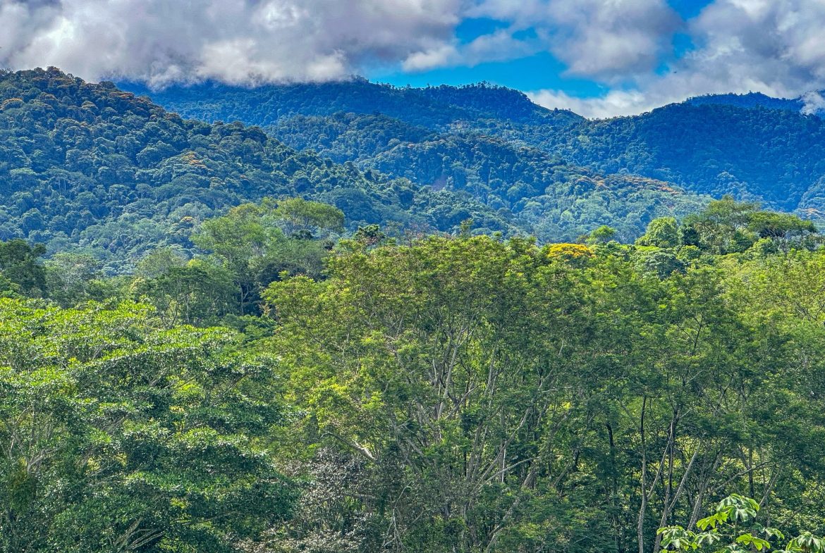 JUNGLE PROPERTY IN OJOCHAL – 4.1 ACRES