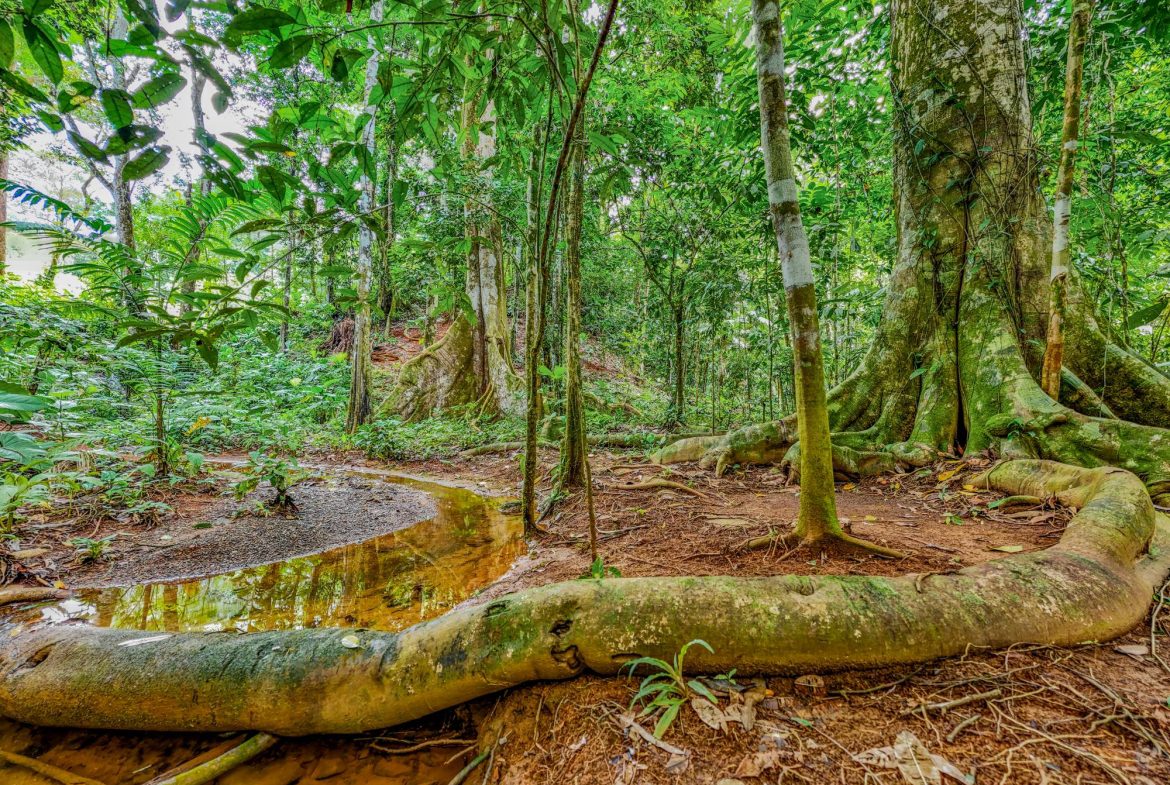 JUNGLE PROPERTY IN VENTANAS OJOCHAL –  2.19 ACRES