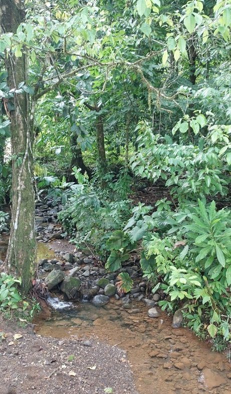 PROPERTY WITH 3 BEDROOMS IN TRES RIOS – 6.2 ACRES