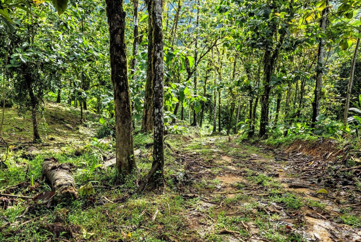 AMAZING PROPERTY WITH A WATERFALL, IN DOS BOCAS HATILLO – 344 ACRES
