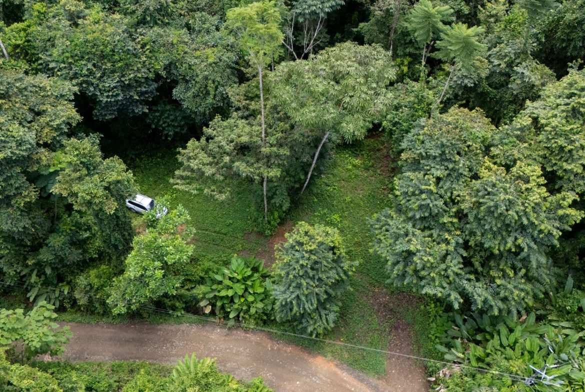 JUNGLE PROPERTY IN UVITA – 0.7 ACRES
