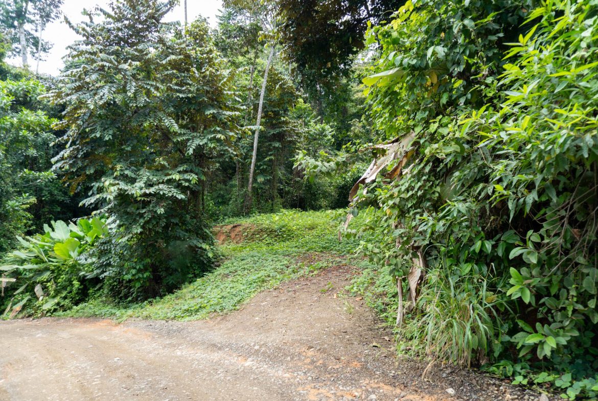 JUNGLE PROPERTY IN UVITA – 0.7 ACRES