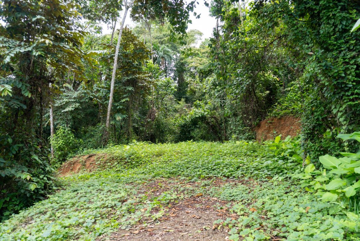 JUNGLE PROPERTY IN UVITA – 0.7 ACRES
