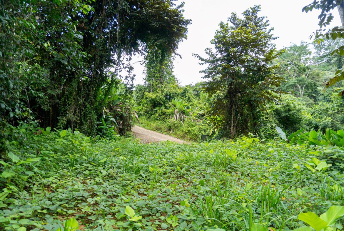 JUNGLE PROPERTY IN UVITA – 0.7 ACRES