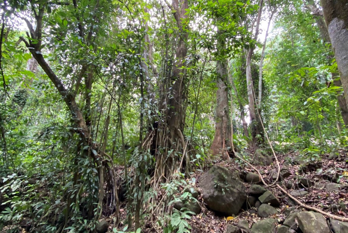 PROPERTY IN THE JUNGLE IN OJOCHAL – 1.82 ACRES