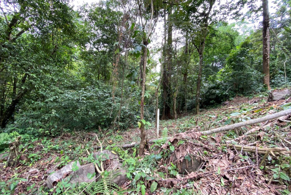 PROPERTY IN THE JUNGLE IN OJOCHAL – 1.82 ACRES