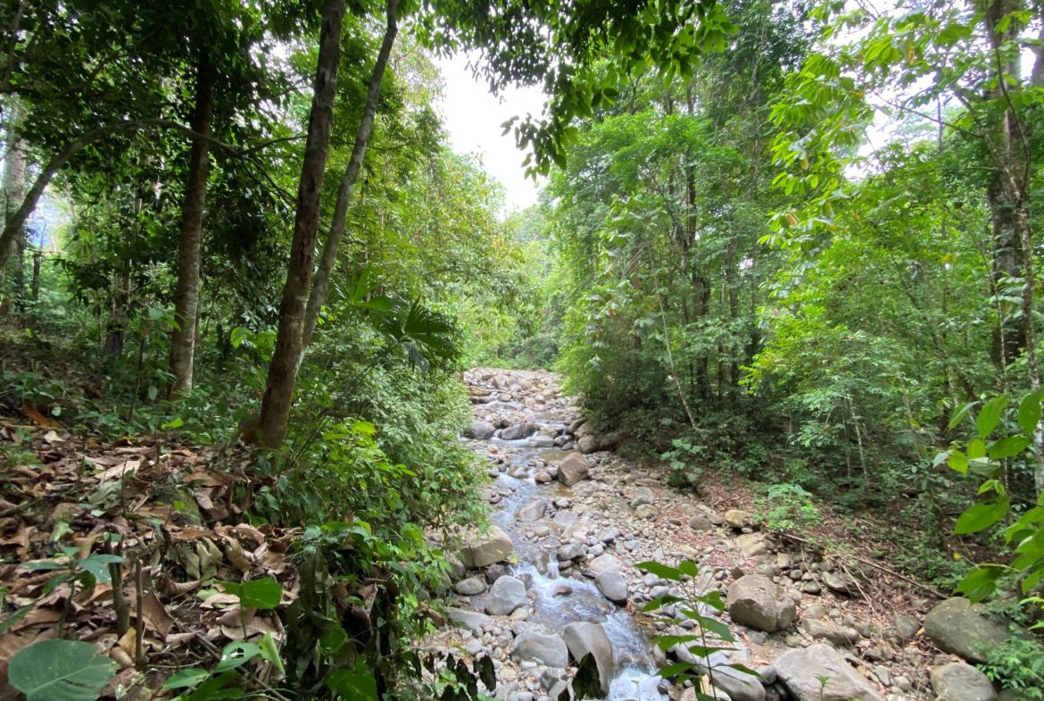 PROPERTY IN THE JUNGLE IN OJOCHAL – 1.82 ACRES