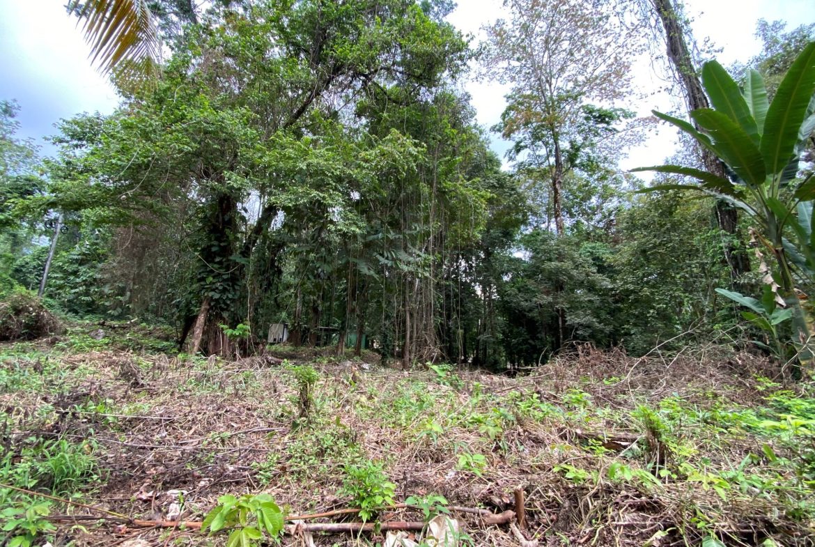 PROPERTY IN THE JUNGLE IN OJOCHAL – 1.82 ACRES