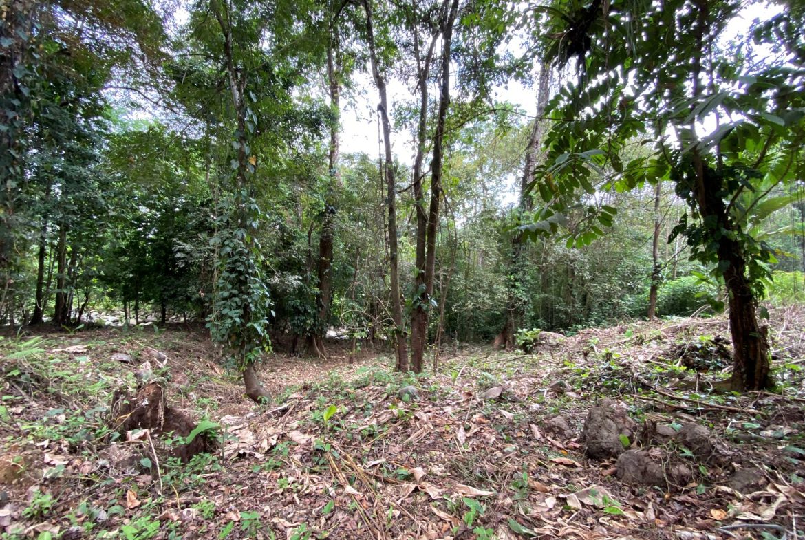 PROPERTY IN THE JUNGLE IN OJOCHAL – 1.82 ACRES
