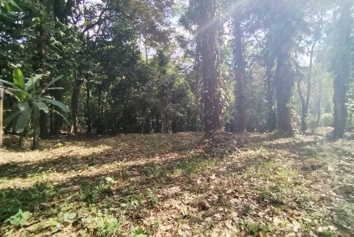 PROPERTY IN THE JUNGLE IN OJOCHAL – 1.82 ACRES