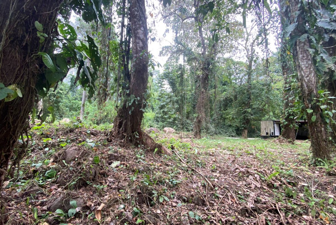 PROPERTY IN THE JUNGLE IN OJOCHAL – 1.82 ACRES