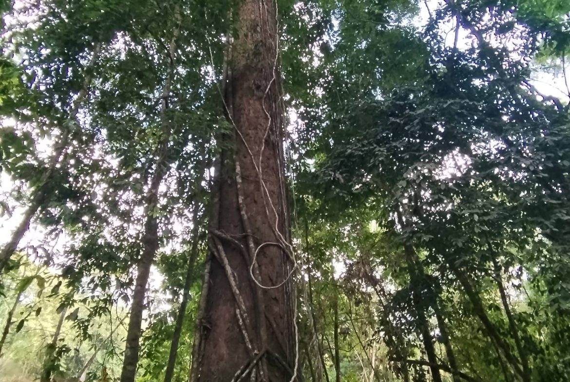 PROPERTY IN THE JUNGLE IN OJOCHAL – 1.82 ACRES