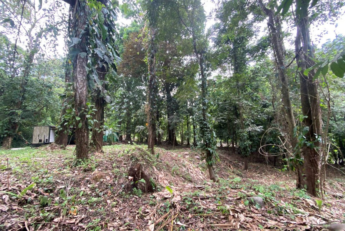 PROPERTY IN THE JUNGLE IN OJOCHAL – 1.82 ACRES