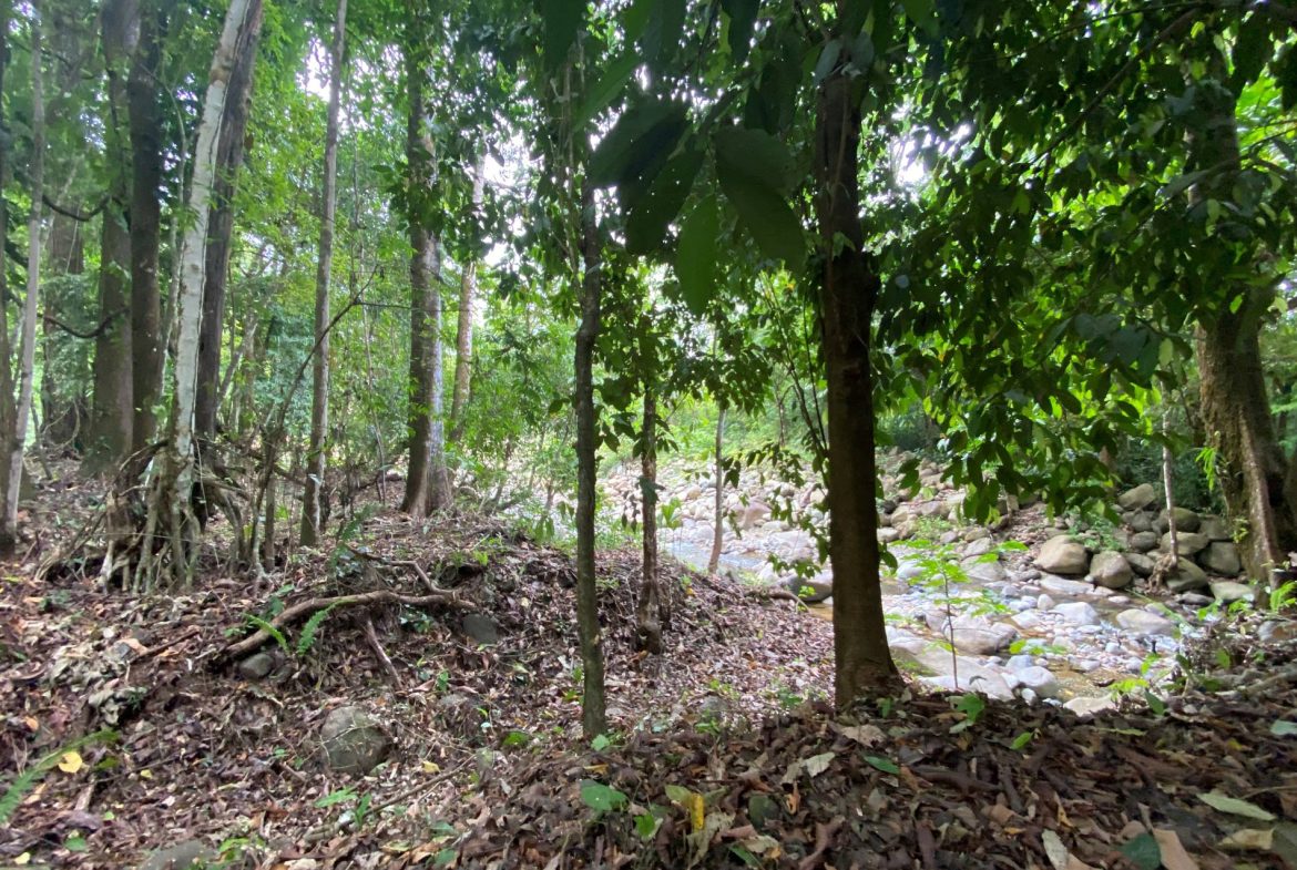 PROPERTY IN THE JUNGLE IN OJOCHAL – 1.82 ACRES