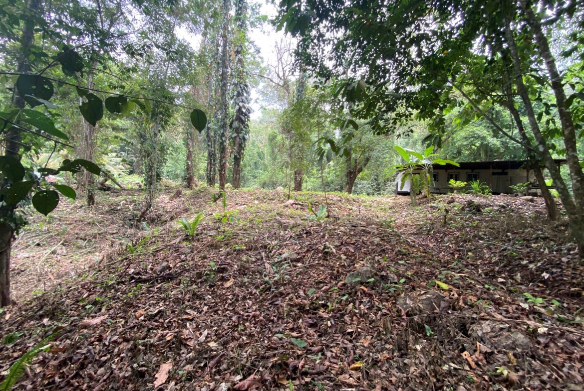 PROPERTY IN THE JUNGLE IN OJOCHAL – 1.82 ACRES