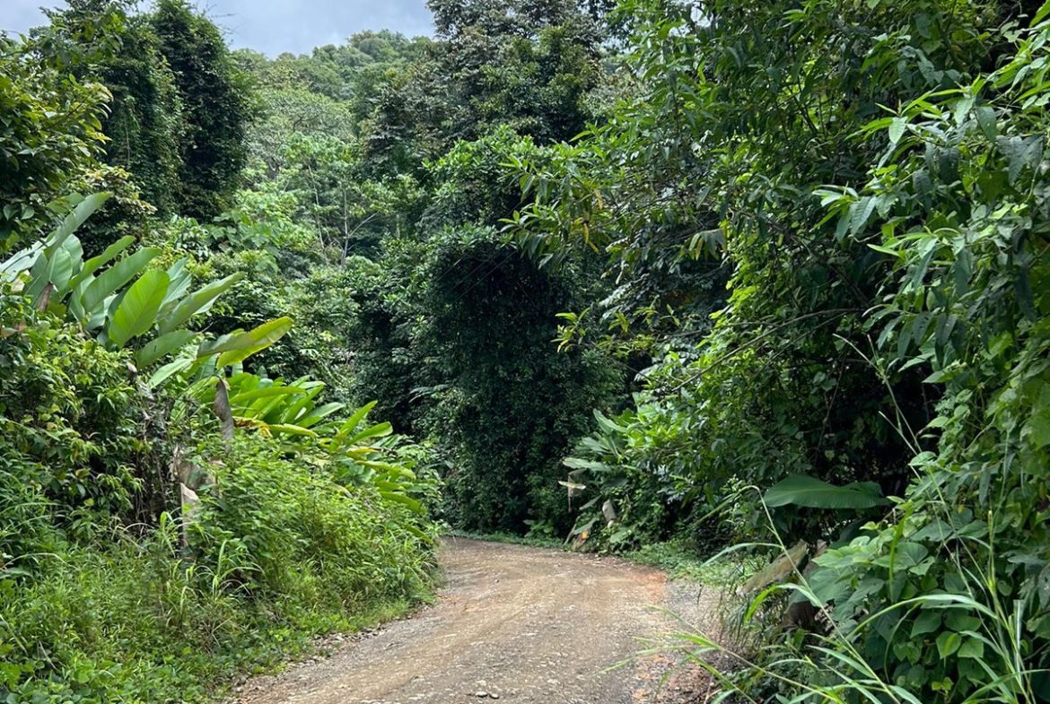 JUNGLE PROPERTY IN UVITA – 0.7 ACRES