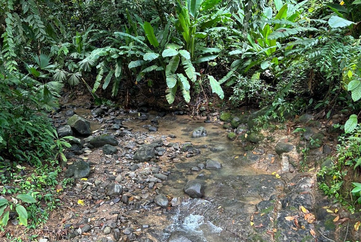 JUNGLE PROPERTY IN UVITA – 0.7 ACRES