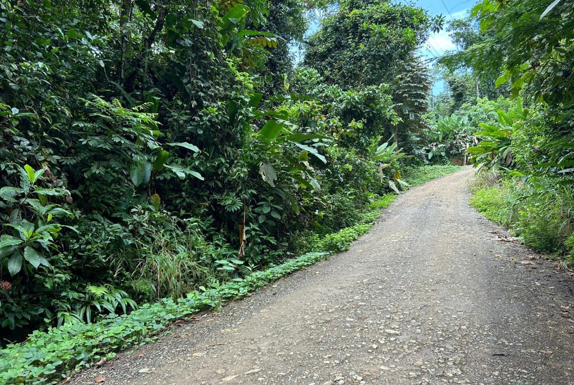 JUNGLE PROPERTY IN UVITA – 0.7 ACRES