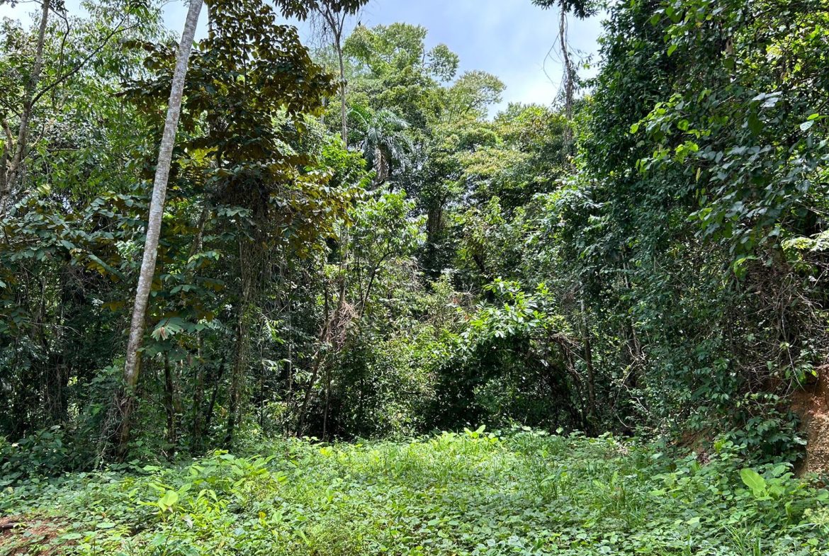 JUNGLE PROPERTY IN UVITA – 0.7 ACRES