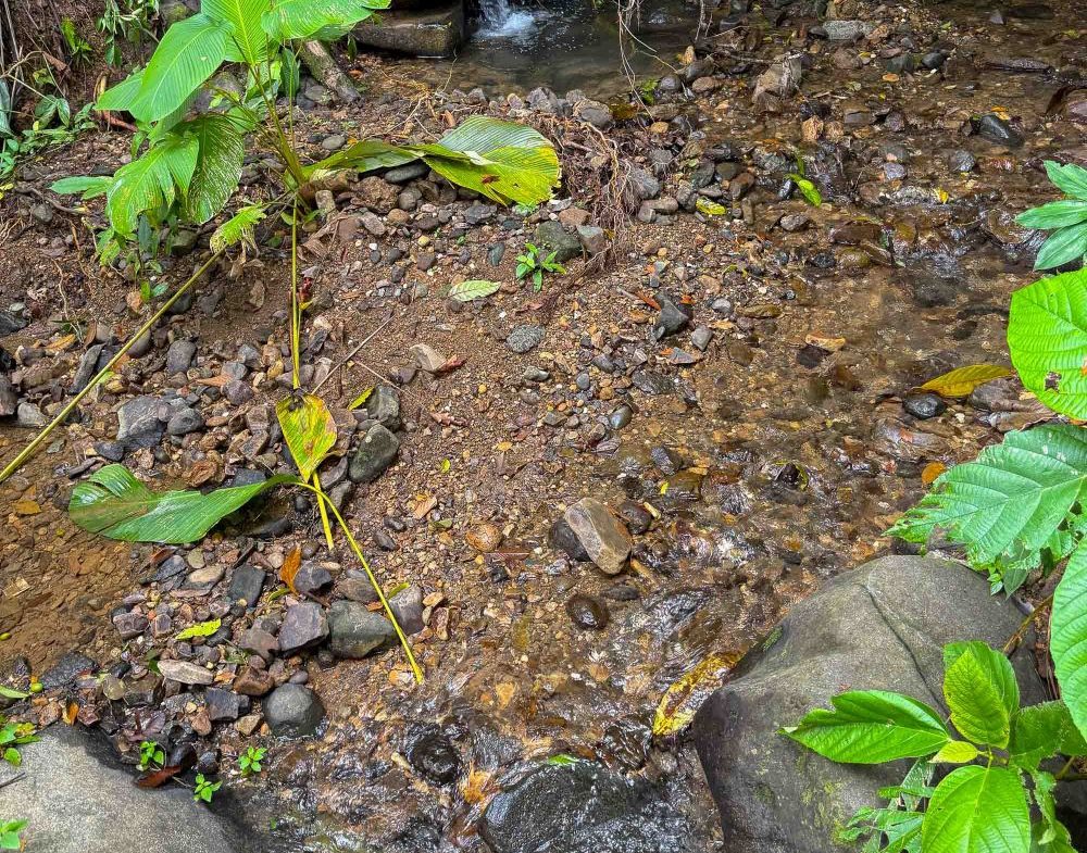 JUNGLE PROPERTY WITH MOUNTAIN VIEWS, IN DOMINICALITO – 1.2 ACRES