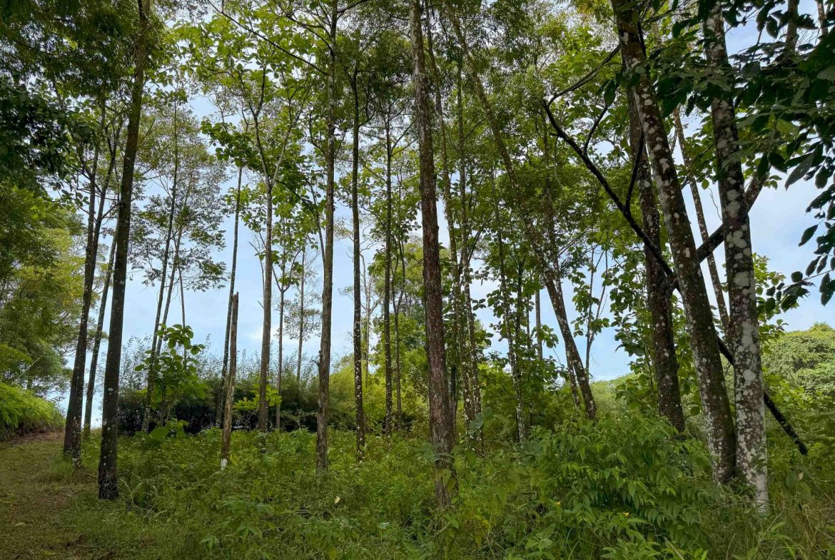 JUNGLE PROPERTY WITH MOUNTAIN VIEWS, IN DOMINICALITO – 1.2 ACRES