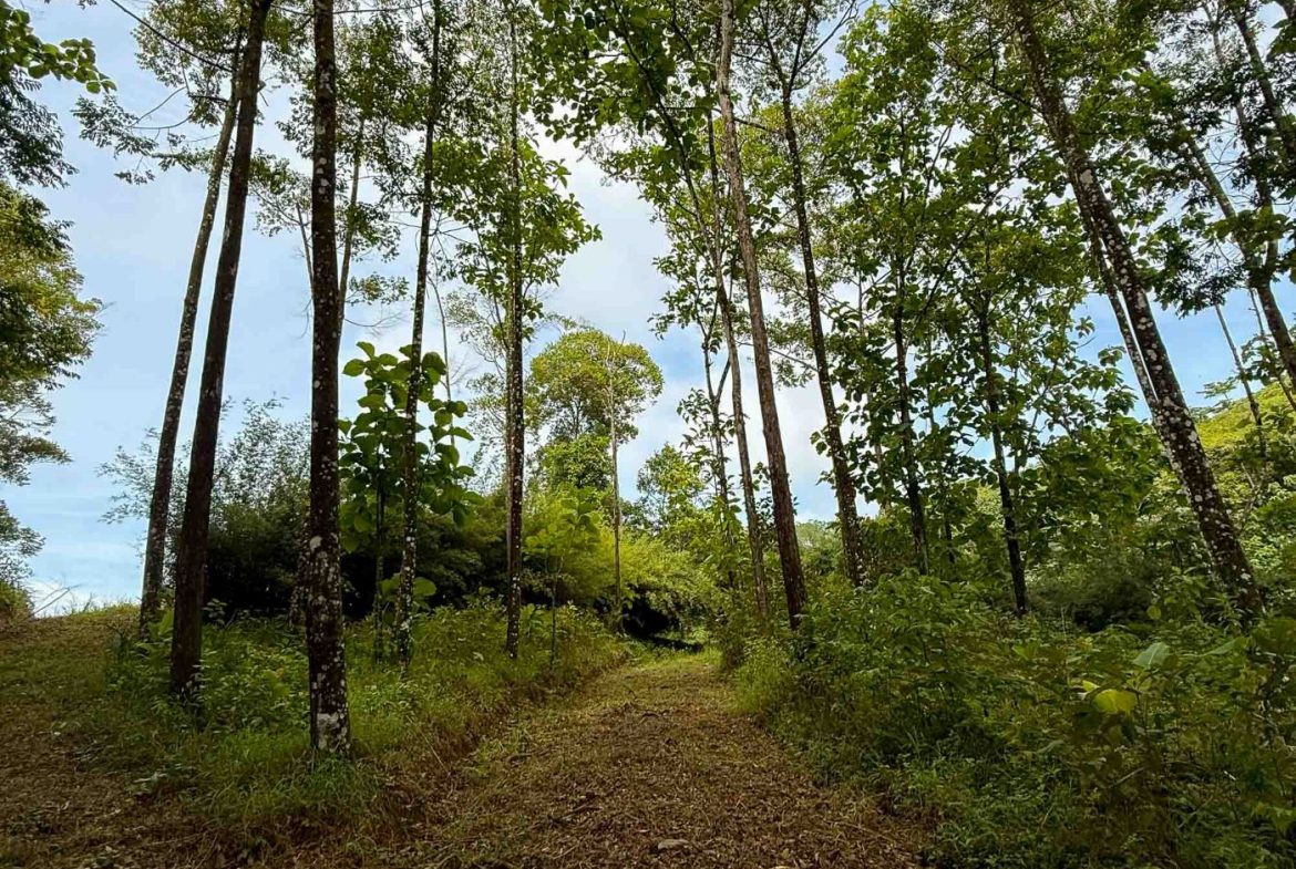 JUNGLE PROPERTY WITH MOUNTAIN VIEWS, IN DOMINICALITO – 1.2 ACRES