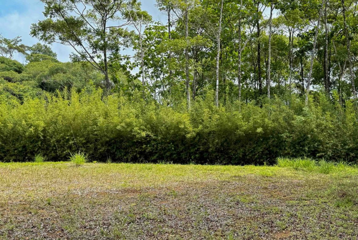 JUNGLE PROPERTY WITH MOUNTAIN VIEWS, IN DOMINICALITO – 1.2 ACRES